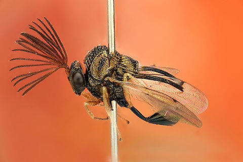 ID needed Wasp with set of reversed tusks and a frayed antennae.  Costa Rica,Geotagged