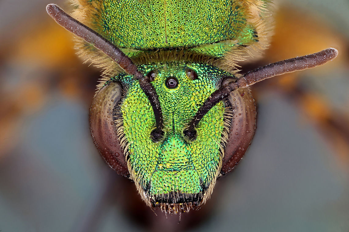 Agapostemon Bee Bee collected from Gainesville FL Agapostemon texanus,Geotagged,Green sweat bee,United States