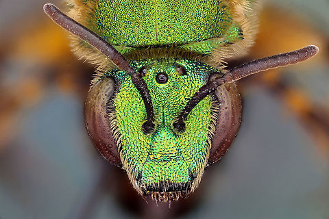 Agapostemon Bee Bee collected from Gainesville FL Agapostemon texanus,Geotagged,Green sweat bee,United States