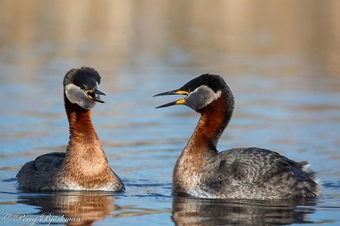 Red-necked Grebe  Geotagged,Podiceps grisegena,Red-necked Grebe,Sweden,wildlife