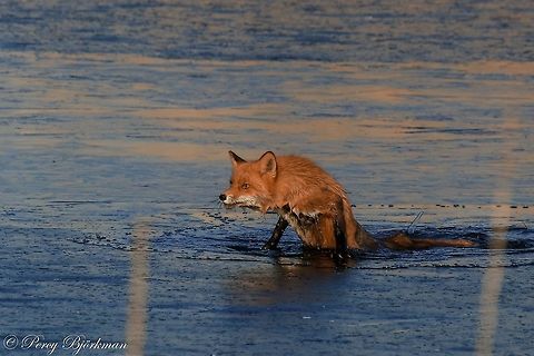 fox falling through the ice but then make their way up unharmed  Geotagged,Red Fox,Sweden,Vulpes vulpes,canon,fox,wildlife