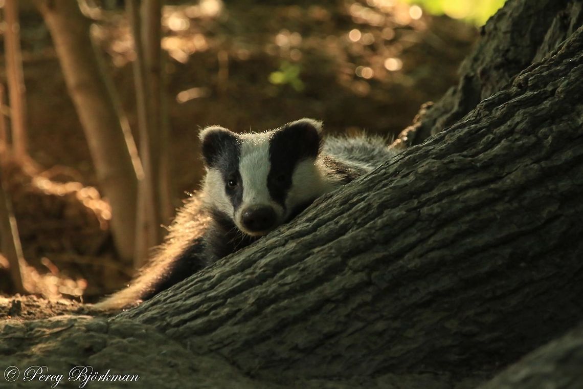 badger resting outside his home  European badger,Geotagged,Meles meles,Sweden,badger,canon,wildlife