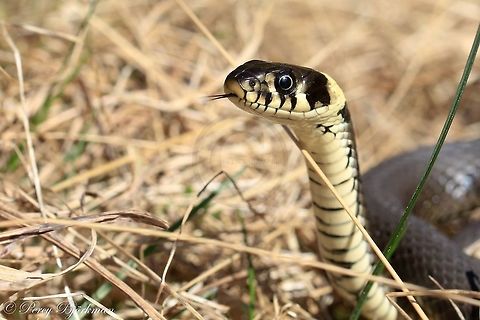 snake  Geotagged,Grass snake,Natrix natrix,Sweden,canon,snake,wildlife