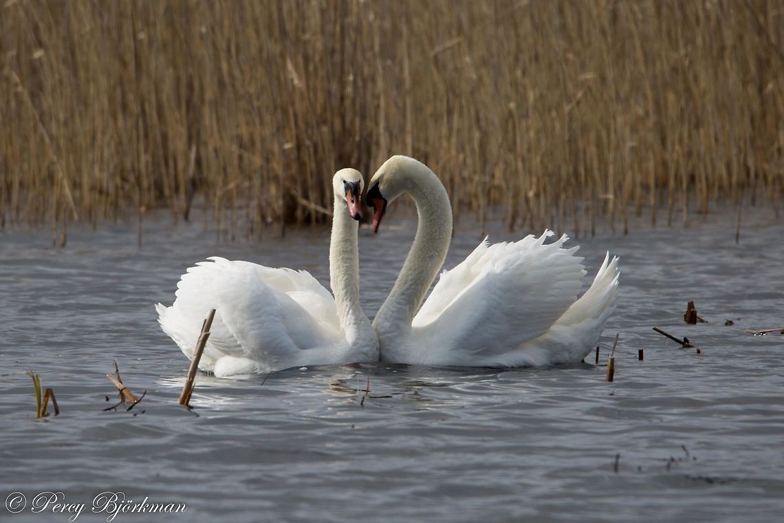 swans  Cygnus olor,Geotagged,Mute Swan,Sweden,canon,swan,wildlife