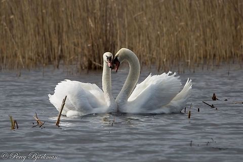 swans  Cygnus olor,Geotagged,Mute Swan,Sweden,canon,swan,wildlife