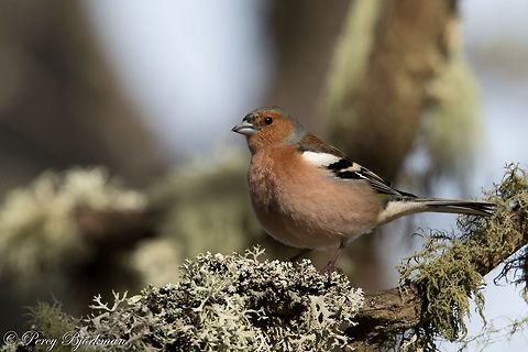 chaffinch  Chaffinch,Fringilla coelebs,Geotagged,Sweden,bird,canon,wildlife