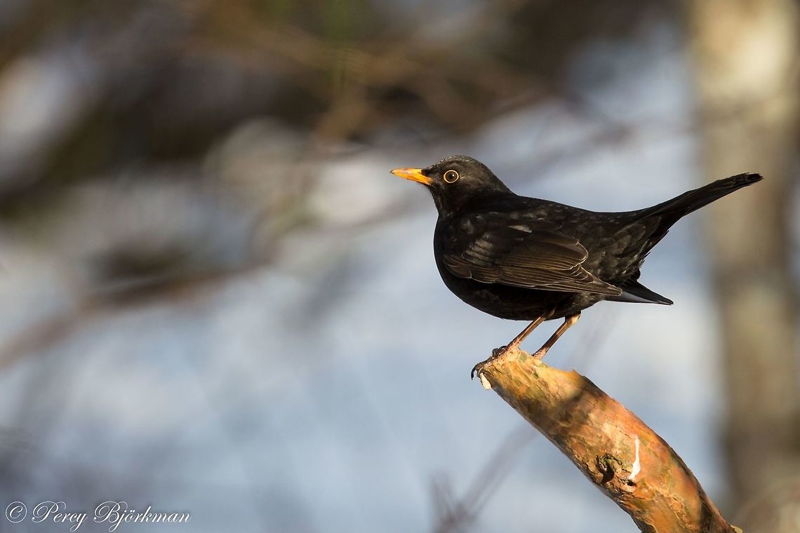 blackbird  Common Blackbird,Geotagged,Sweden,Turdus merula,bird,canon,wildlife
