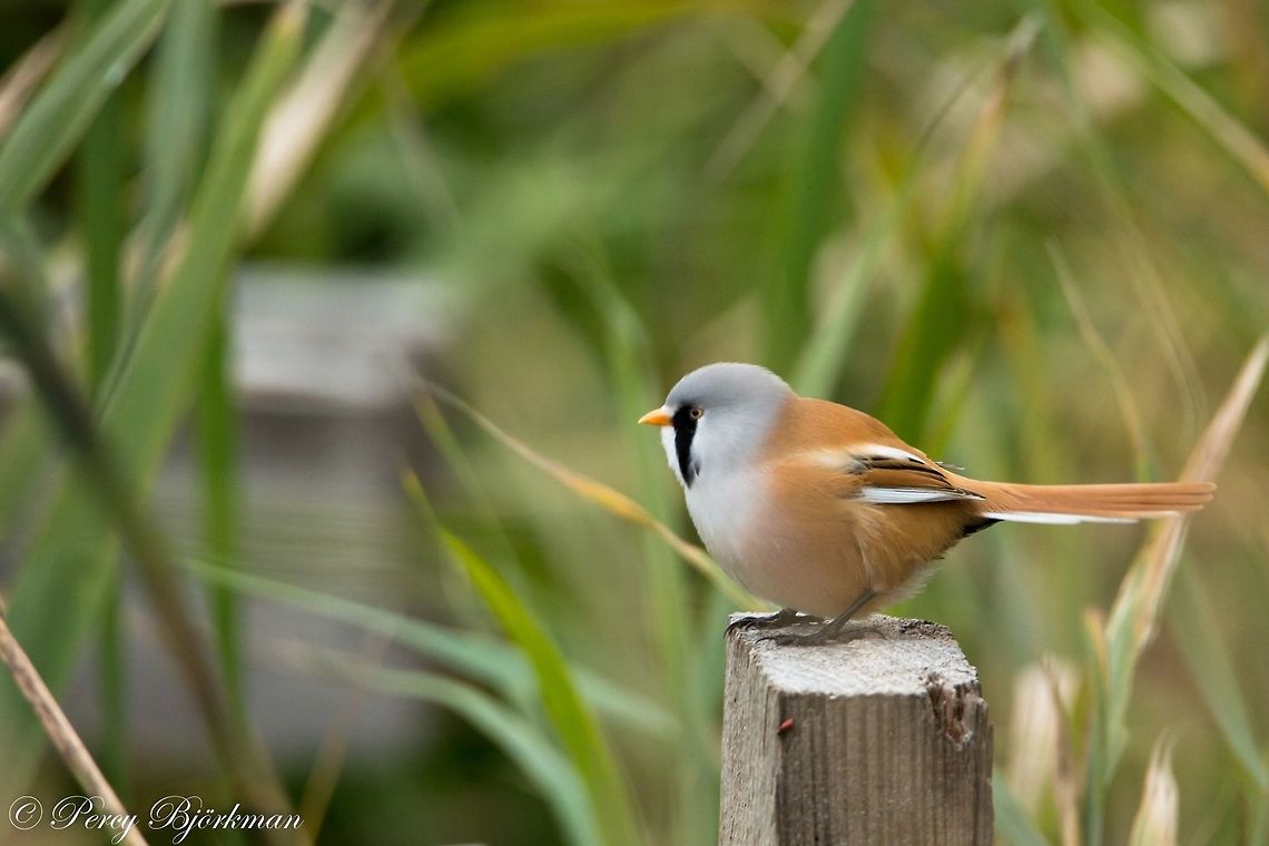 Bearded Tit  Bearded Tit,Bearded reedling,Geotagged,Panurus biarmicus,Sweden,bird,canon,wildlife