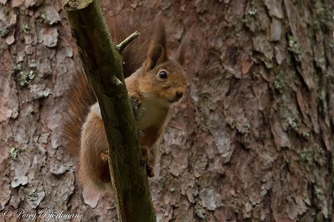 squirrel  Geotagged,Red Squirrel,Sciurus vulgaris,Sweden,Swedish squirrel,canon,wildlife