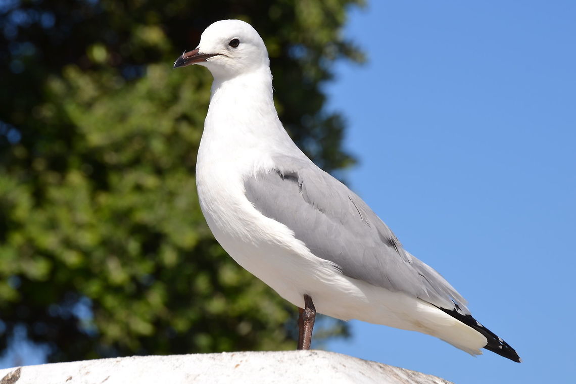The Hartlaub's gull or king gull, (Chroicocephalus hartlaubii) in South Africa The Hartlaub&#039;s gull or king gull, (Chroicocephalus hartlaubii) is a small gull, which is a non-migratory breeding resident endemic to the Atlantic Ocean coastline of South Africa.<br />
This gull was perched on a wall at a restaurant, in Blouberg strand, South Africa