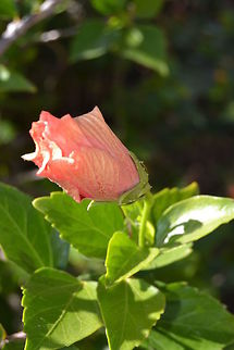 'Hibiscus Hibuscus that is not open yet. Photo taken in Durbanville, South Africa Chinese hibiscus,Hibiscus rosa-sinensis