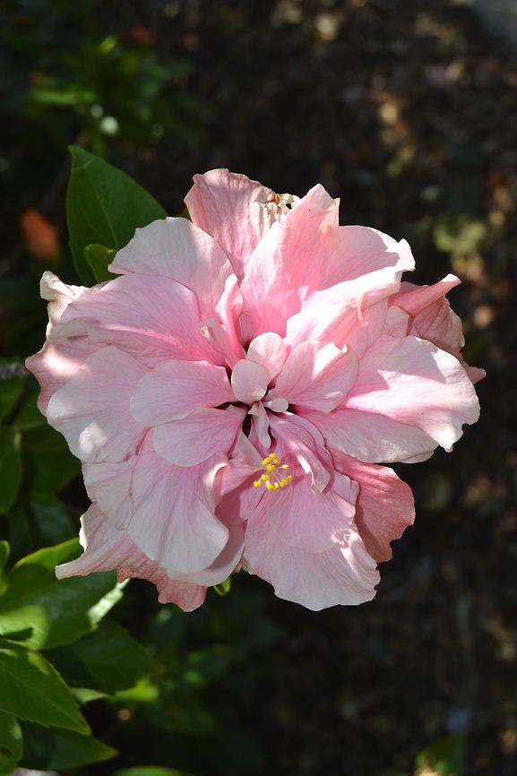 Hibiscus Open Hibiscus. Taken in Durbanville, South Africa Chinese hibiscus,Hibiscus rosa-sinensis