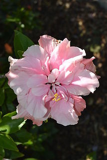 Hibiscus Open Hibiscus. Taken in Durbanville, South Africa Chinese hibiscus,Hibiscus rosa-sinensis