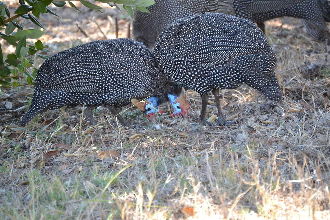 Helmeted Guineafowl Guineafowls eating with their necks crossed. Taken in Durbanville, South Africa Helmeted Guineafowl,Numida meleagris