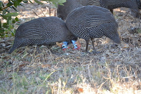 Helmeted Guineafowl Guineafowls eating with their necks crossed. Taken in Durbanville, South Africa Helmeted Guineafowl,Numida meleagris