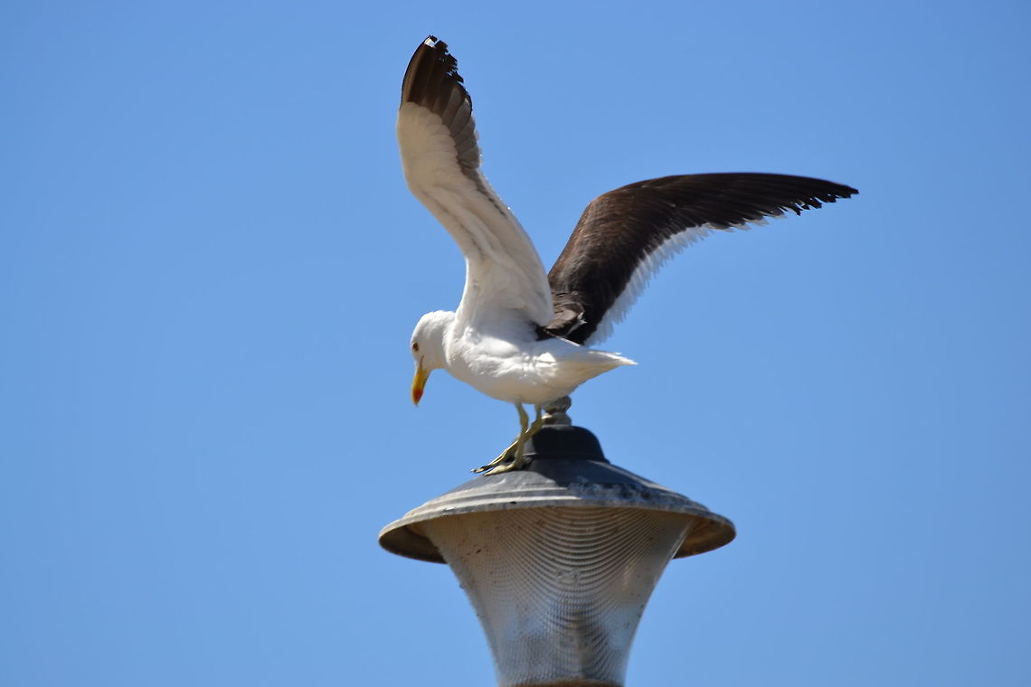 Lesser Black-backed Gull Sea gull landing on a lamp post, Dwarskersbos, South Africa Larus fuscus,Lesser Black-backed Gull