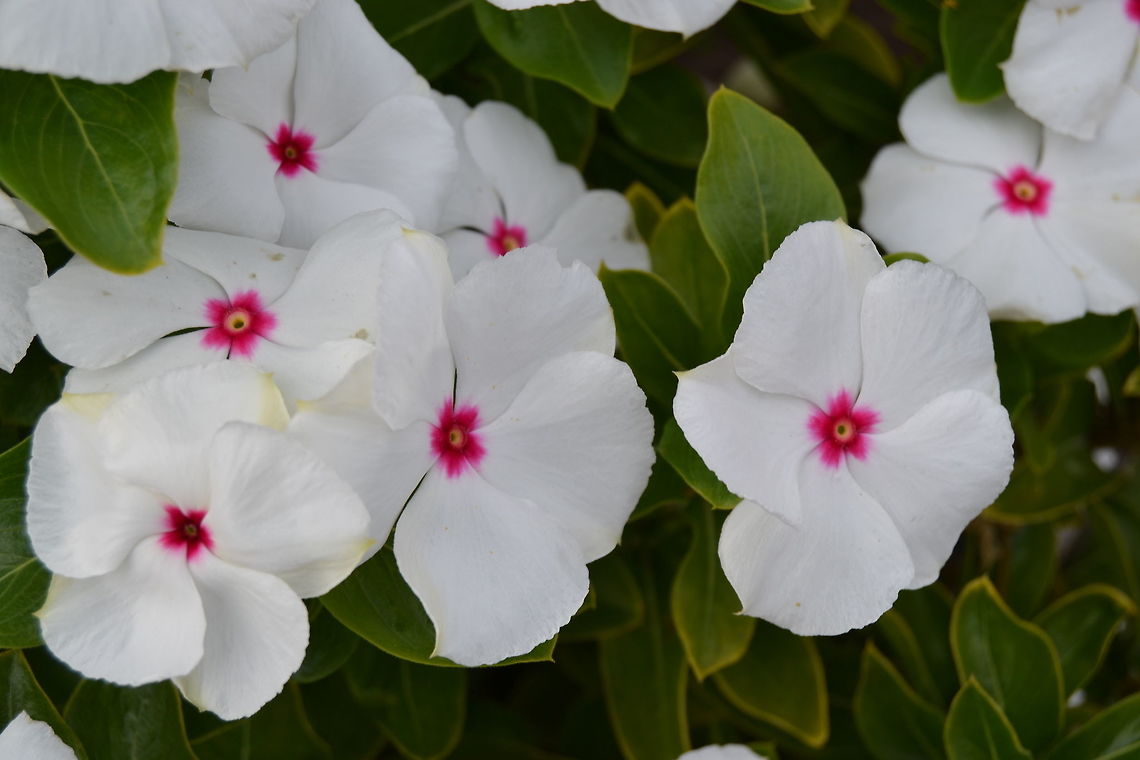 Madagascar periwinkle Flowers, taken in Dwarskersbos, South Africa Catharanthus roseus,Madagascar rosy periwinkle