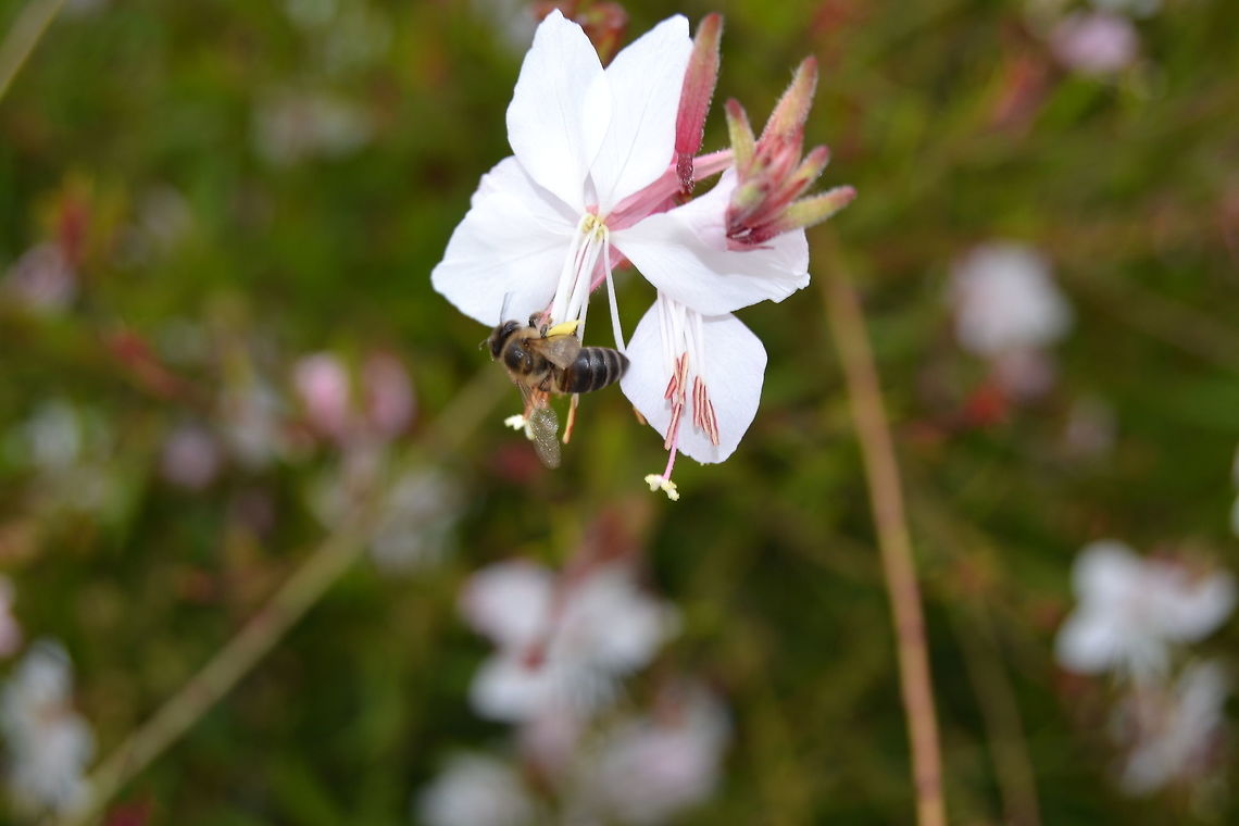 Honey bee Honey bee on a flower, Dwarskersbos, South Africa African honey bee,Apis mellifera scutellata