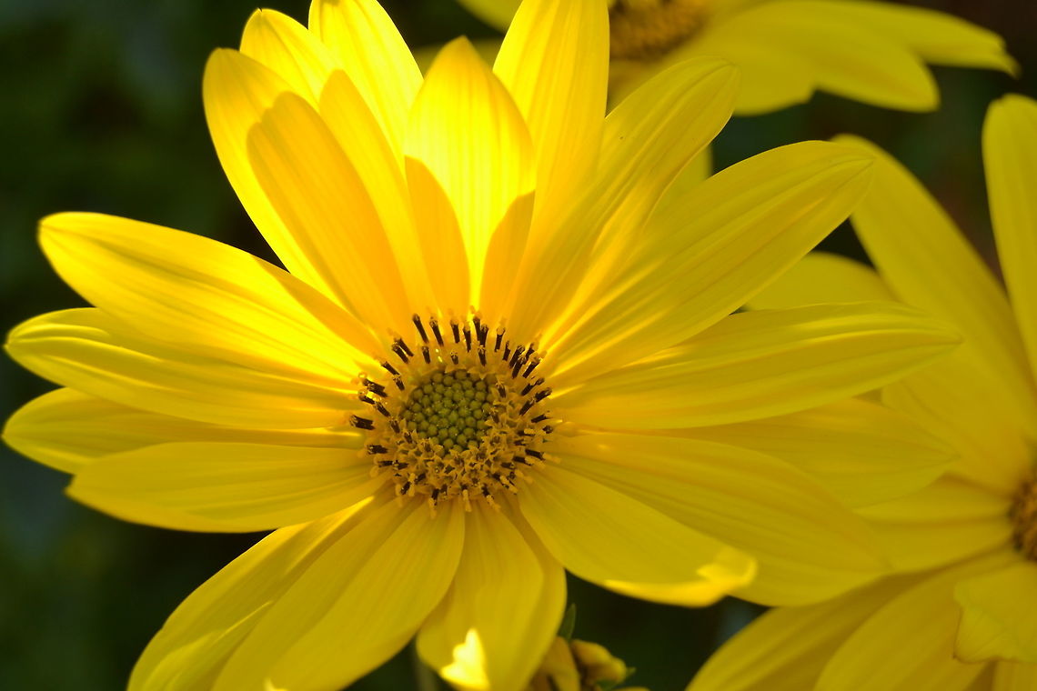 Sunflower Sunflower with sun highlights taken in Kraaifontein, South Africa Common sunflower,Helianthus annuus