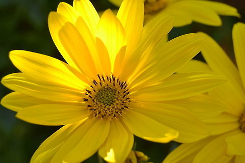 Sunflower Sunflower with sun highlights taken in Kraaifontein, South Africa Common sunflower,Helianthus annuus