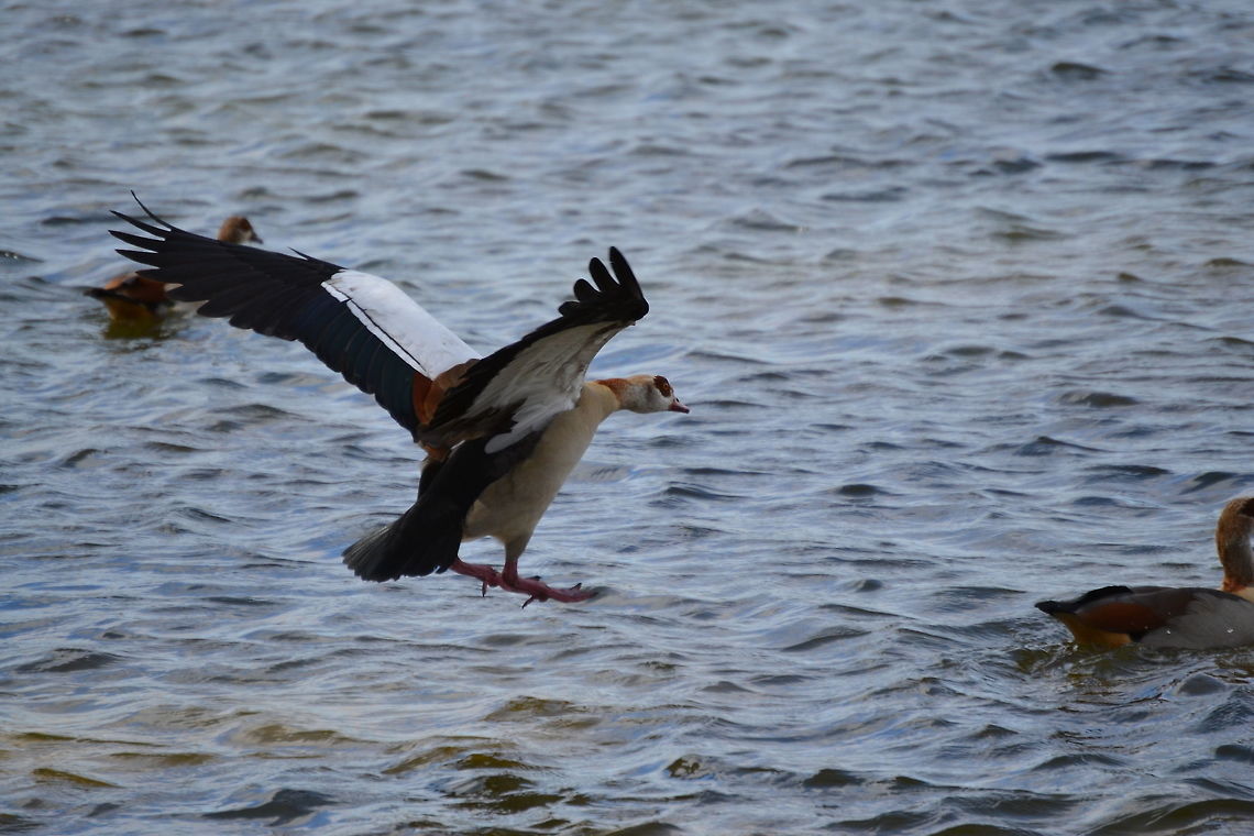 Egyptian Goose Egyptian Goose landing in Vygeboom dam, Durbanville, South Africa Alopochen aegyptiacus,Egyptian Goose