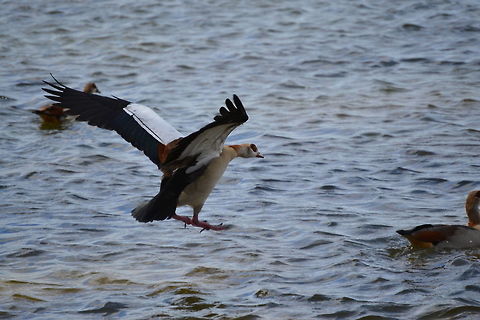 Egyptian Goose Egyptian Goose landing in Vygeboom dam, Durbanville, South Africa Alopochen aegyptiacus,Egyptian Goose