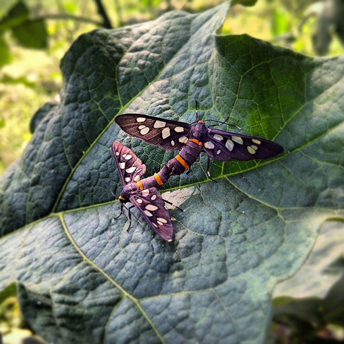 Regeneration of handmaiden moth  Amata cyssea,Handmaiden moth