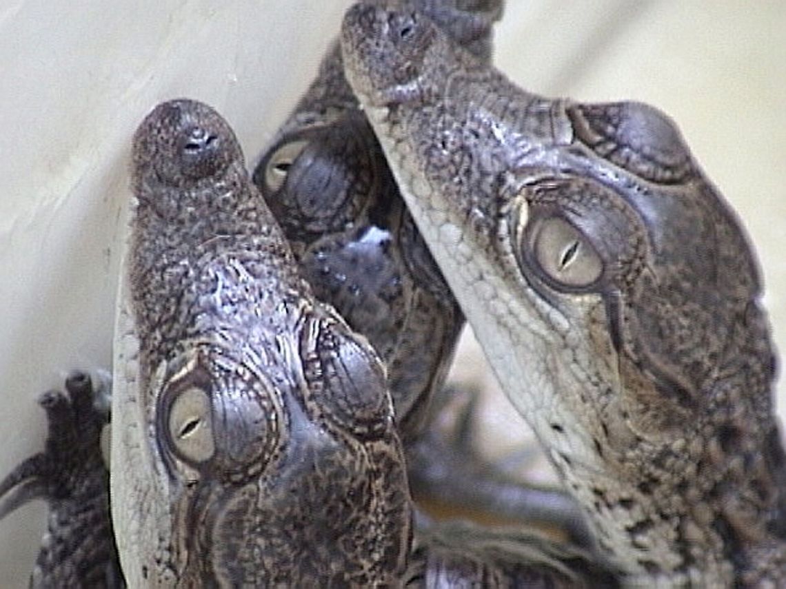 Belize Morelets Crocodile hatchlings from Lamanai Belize Morelets Crocodile hatchlings from Lamanai Belize,Crocodile,Crocodylus moreletii,Lamanai,Morelets Crocodile,Morlets
