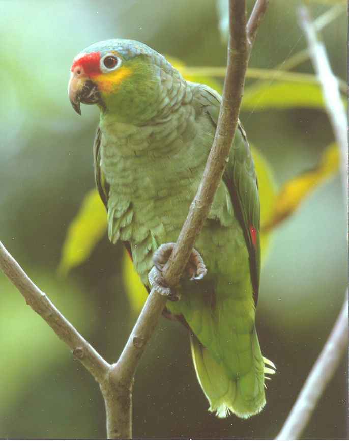 Red Lored Parrot Red Lored Parrot Amazona autumnalis,Amazons,Beyond Touring,Lamanai,Parrots,Red-lored Parrot,belize