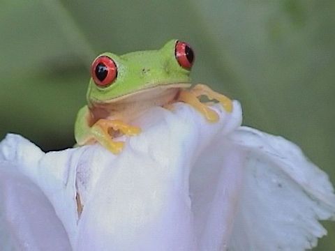 Red-Eyed Tree Frog Red-Eyed Tree Frog Agalychnis callidryas,Belize,Beyond Touring,Lamanai,Red-eyed Tree Frog