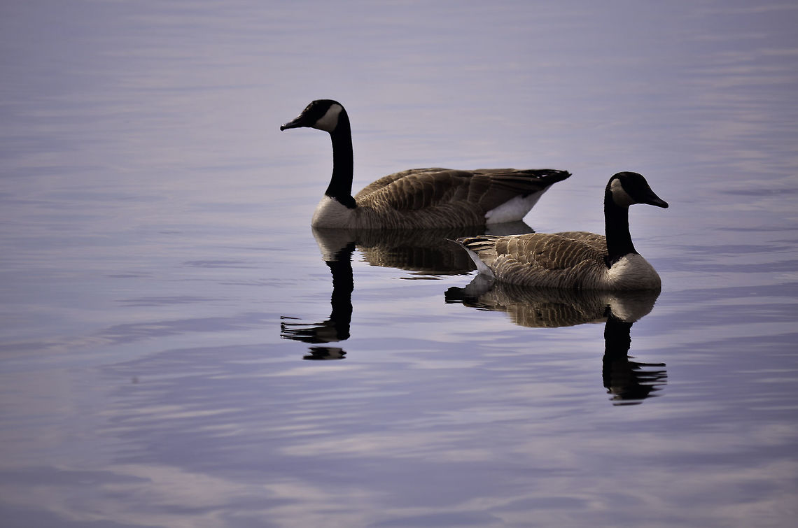 Reflections  Branta canadensis,Canada goose,Iowa,animals,art,beautiful,birds,fine,friends,lake,nature,sunny,sunset,two,water,wildlife