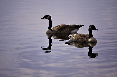 Reflections  Branta canadensis,Canada goose,Iowa,animals,art,beautiful,birds,fine,friends,lake,nature,sunny,sunset,two,water,wildlife