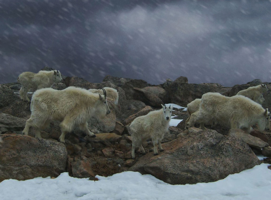 Pause  Mountain goat,Oreamnos americanus,adorable,animal,baby,colorado,cute,dark,herd,horns,looking,mountain,nature,snow,wildlife