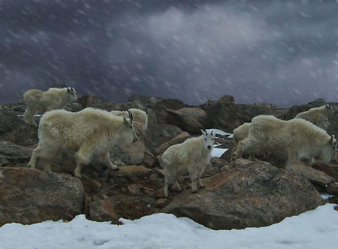 Pause  Mountain goat,Oreamnos americanus,adorable,animal,baby,colorado,cute,dark,herd,horns,looking,mountain,nature,snow,wildlife