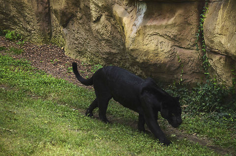 Down Hill  Jaguar,Leopard,Lion,Panthera leo,Panthera onca,Panthera pardus,big,black,cat,louis,missouri,panther,saint,zoo