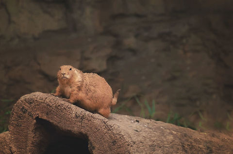 The Log  Black-tailed prairie dog,Cynomys ludovicianus,cute,log,louis,missouri,nature,saint,wildlife,zoo