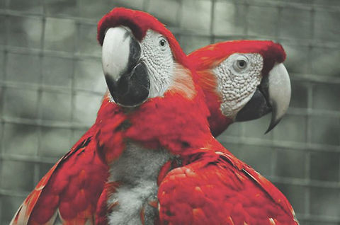 Two of a Kind  Ara macao,Macaw,Parrot,Scarlet Macaw,animals,art,beautiful,birds,colorful,fine,honduras,isle,nature,portrait,roatan,sanctuary,travel,wildlife