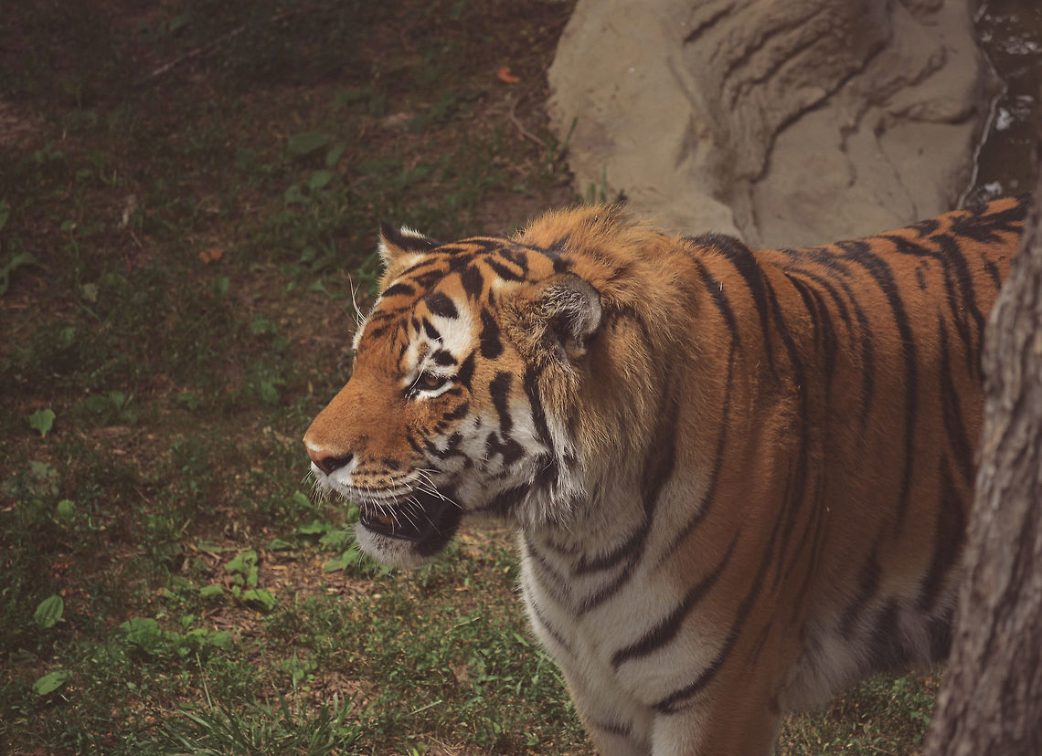 Senses This tiger is using it's senses to smell and search for food. Bengal tiger,Panthera tigris tigris,animal,beautiful,big,cat,cats,louis,missouri,nature,nikon,outdoors,photography,saint,stripes,tiger,wildlife,zoo