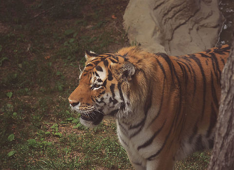 Senses This tiger is using it's senses to smell and search for food. Bengal tiger,Panthera tigris tigris,animal,beautiful,big,cat,cats,louis,missouri,nature,nikon,outdoors,photography,saint,stripes,tiger,wildlife,zoo