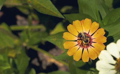 Black and Yellow  Bombus pensylvanicus,Common sunflower,Helianthus annuus,animal,art,beautiful,bee,black,bug,bumble,fine,flower,nature,outdoors,stripes,wildlife,yellow