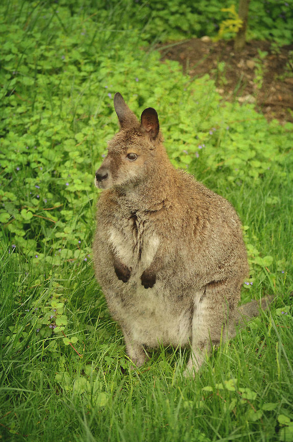 Cute and Fluffy  Des,Iowa,Macropus rufogriseus,Moines,Red-necked wallaby,adorable,cute,fat,fluffy,nature,outdoors,portrait,pose,wildlife,zoo