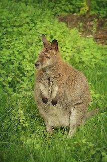 Cute and Fluffy  Des,Iowa,Macropus rufogriseus,Moines,Red-necked wallaby,adorable,cute,fat,fluffy,nature,outdoors,portrait,pose,wildlife,zoo