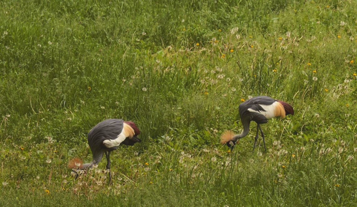 Twins  Balearica regulorum,Grey crowned crane,birds,cute,des,iowa,like,moines,nature,nikon,outdoors,photography,wildlife,zoo