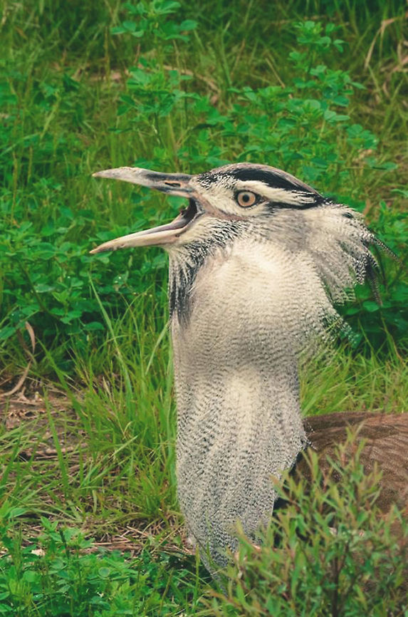 Weird  Ardeotis kori,Kori bustard,art,bird,des,fine,iowa,moines,nature,nikon,outdoors,photography,weird,wildlife,zoo