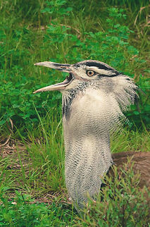 Weird  Ardeotis kori,Kori bustard,art,bird,des,fine,iowa,moines,nature,nikon,outdoors,photography,weird,wildlife,zoo