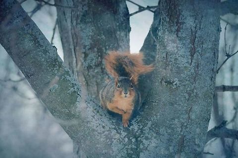 Snow Squirrel  American red squirrel,Fox squirrel,Sciurus niger,Tamiasciurus hudsonicus,animal,art,fine,nature,nikon,outdoors,overlays,photography,snow,squrriel,tree,wildlife