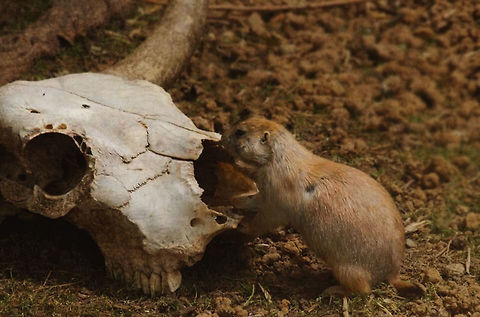 Afterlife  Black-tailed prairie dog,Cynomys ludovicianus,after,alive,animal,art,cute,dead,dog,fine,life,louis,nature,nikon,photography,praire,saint,skull,small,zoo