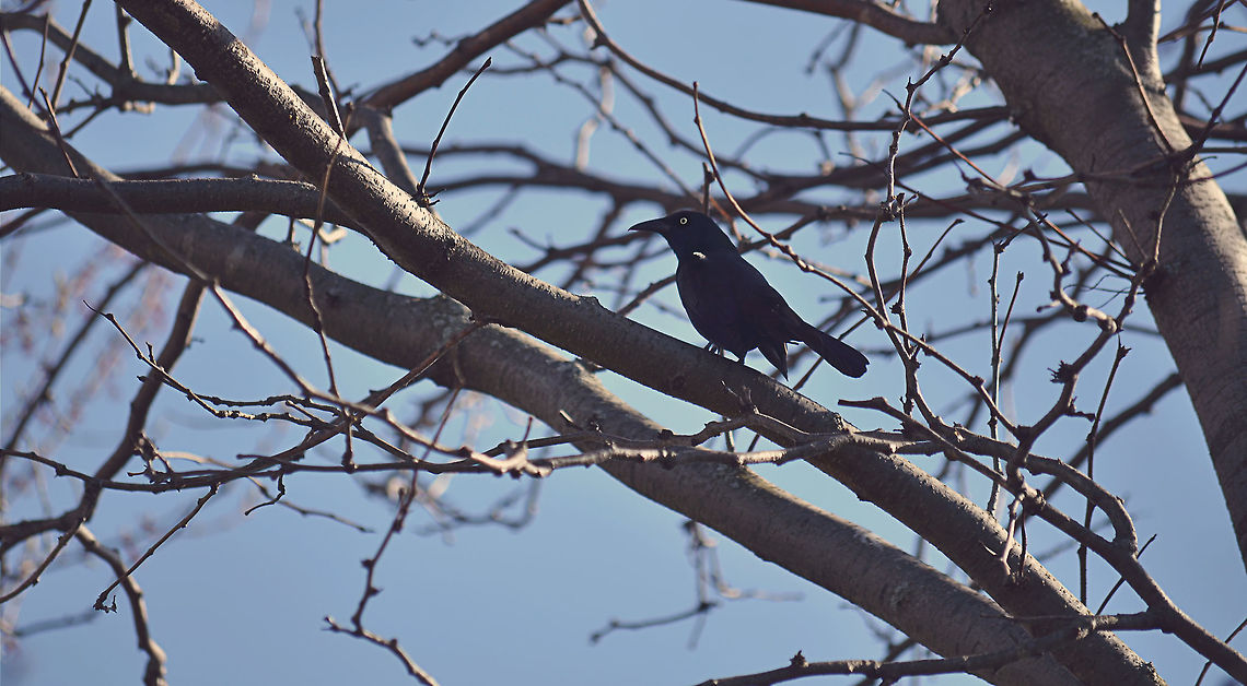 Blackbird  Brewers blackbird,Common Blackbird,Euphagus cyanocephalus,Turdus merula,animal,beautiful,bird,black,nature,outdoors,wildlife