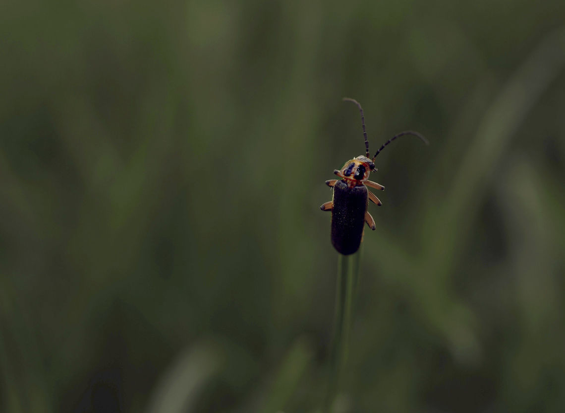 On a Stem  Atalantycha bilineata,Two-Lined soldier beetle,art,awesome,beautiful,bug,cute,fine,macro,nature,outdoors,overlay,photography