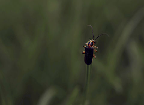 Two-Lined soldier beetle